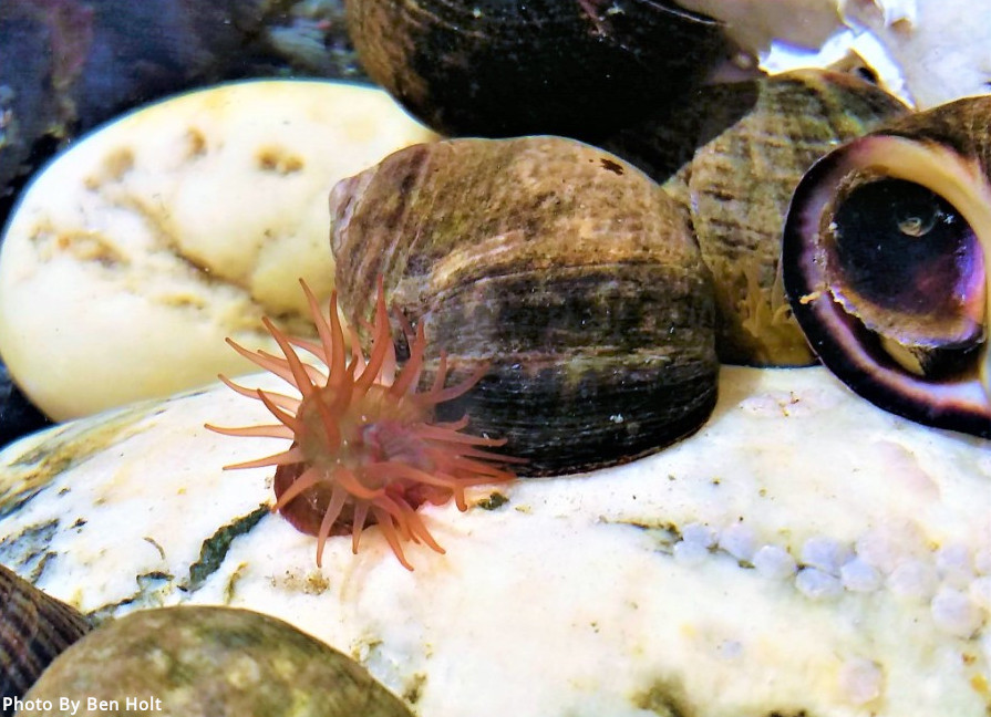 Beadlet-anemone