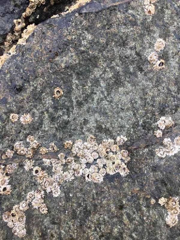 Northern rock barnacles.small