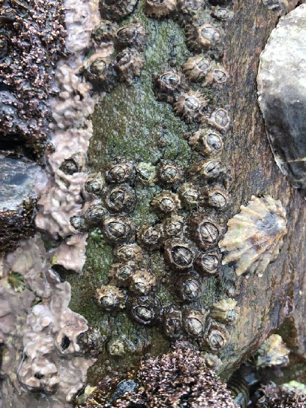barnacle.small