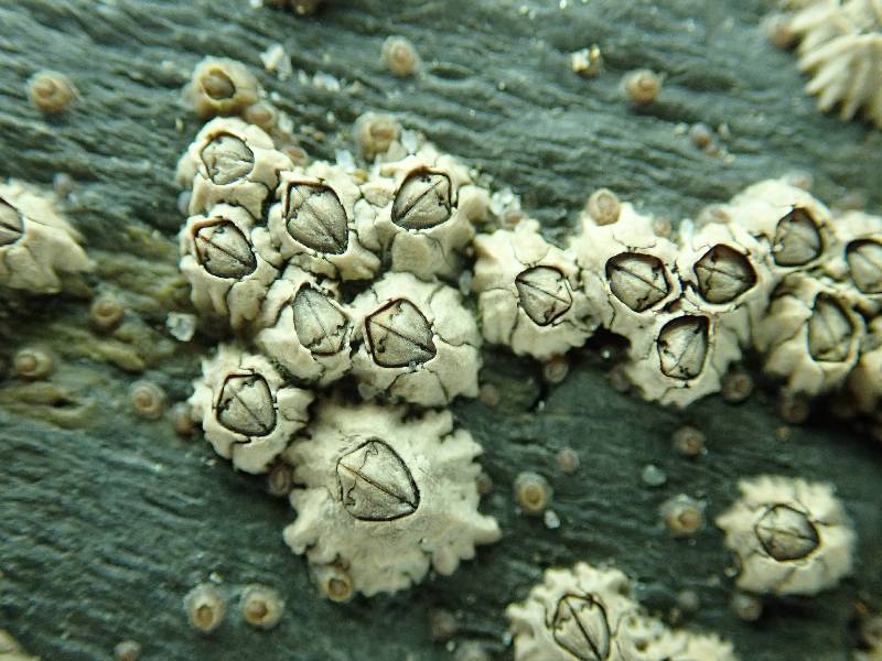 montagu's barnacle.small