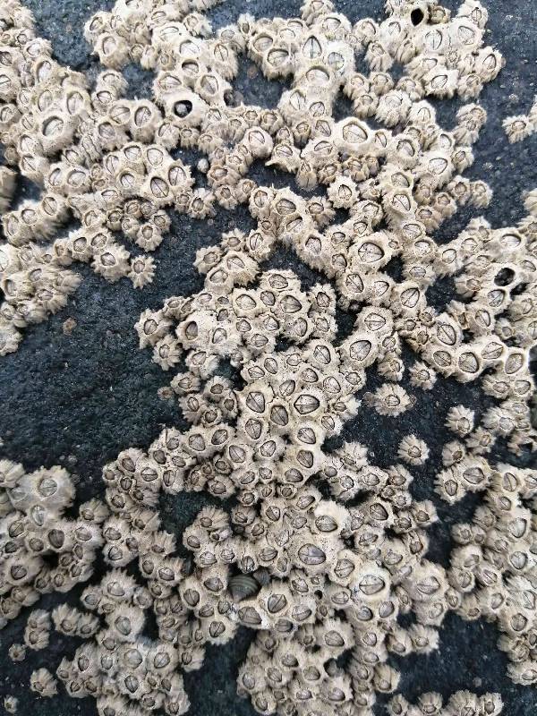 montagu's stellate barnacles.small