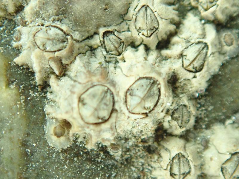 poli's barnacle.small