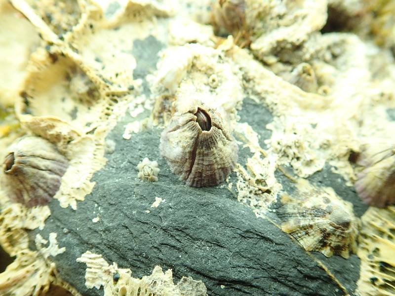 volcano barnacle.small