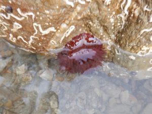 strawberry anemone - Tunnel Beach North - 20 Mar 19