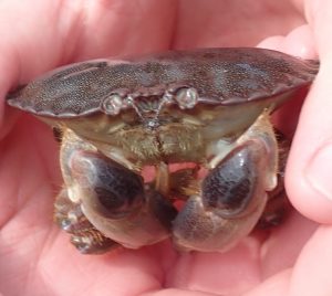 edible crab - Tunnel Beach South - 20 Mar 19