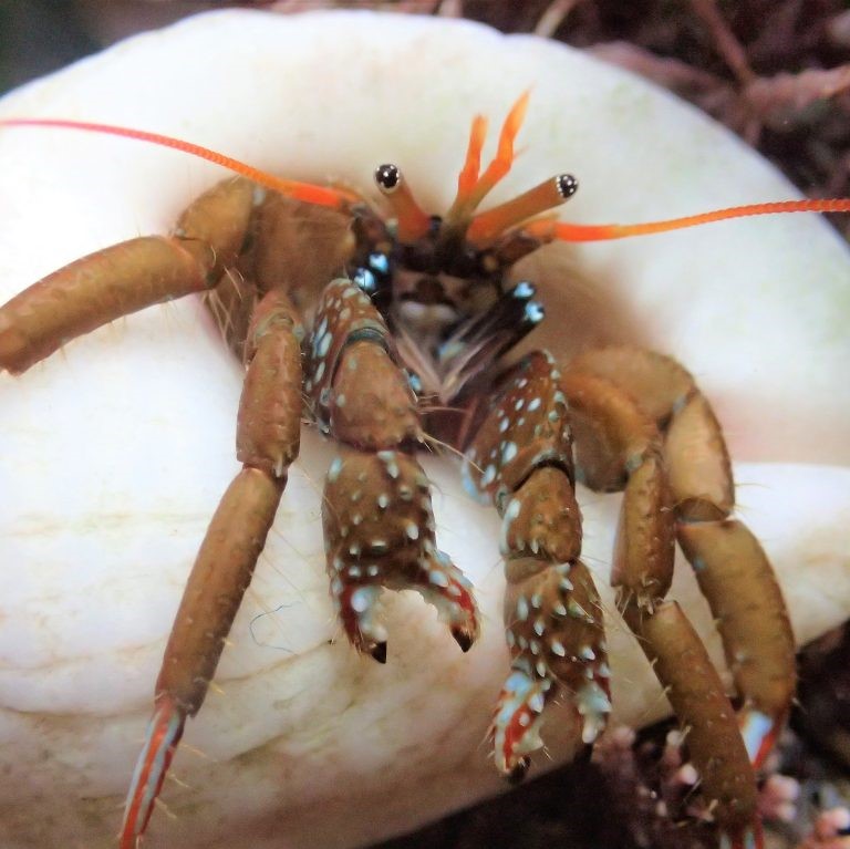 Hermit crab (Paguroidea)