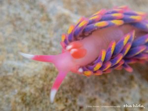 rainbow sea slug